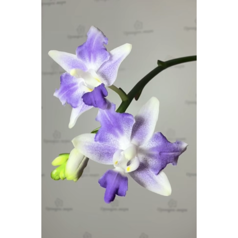 ピーチ② Орхидея Phal. Tzu Chiang Sapphire бабочка - купить, доставка Украина